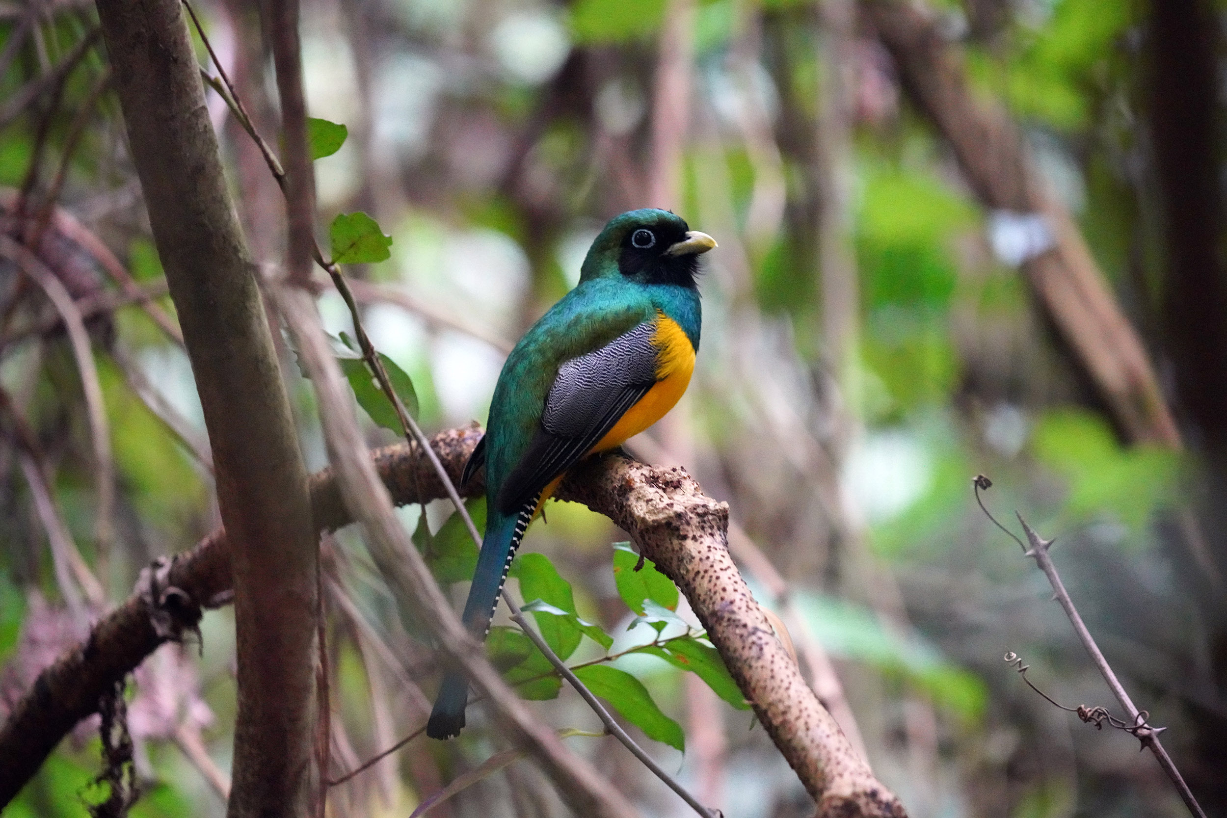 Costa Rica - Février 2025